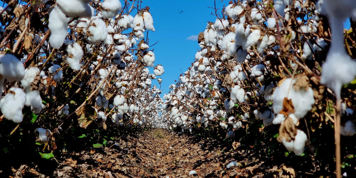 Tweaking cotton genes